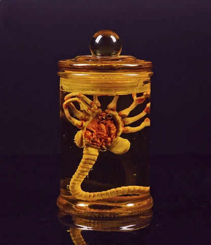 Xenomorph Larva Tank – Anime Alien Culture Vessel